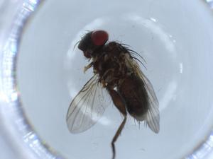  ( - BIOUG55947-E09)  @11 [ ] CreativeCommons - Attribution (2020) Centre for Biodiversity Genomics Centre for Biodiversity Genomics