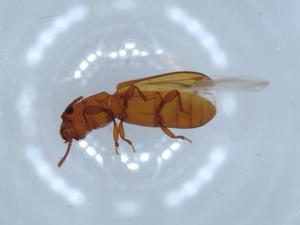  (Aprostomis - BIOUG54573-B05)  @11 [ ] CreativeCommons - Attribution (2020) Centre for Biodiversity Genomics Centre for Biodiversity Genomics