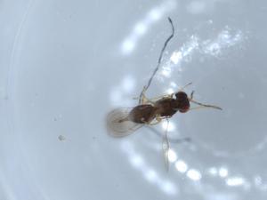  ( - BIOUG54607-H02)  @12 [ ] CreativeCommons - Attribution (2020) Centre for Biodiversity Genomics Centre for Biodiversity Genomics