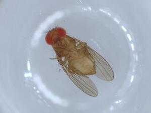  ( - BIOUG54970-H03)  @11 [ ] CreativeCommons - Attribution (2020) Centre for Biodiversity Genomics Centre for Biodiversity Genomics