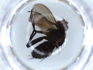  ( - BIOUG54981-D04)  @11 [ ] CreativeCommons - Attribution (2020) Centre for Biodiversity Genomics Centre for Biodiversity Genomics