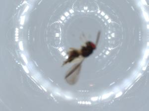  ( - BIOUG54987-E04)  @12 [ ] CreativeCommons - Attribution (2020) Centre for Biodiversity Genomics Centre for Biodiversity Genomics