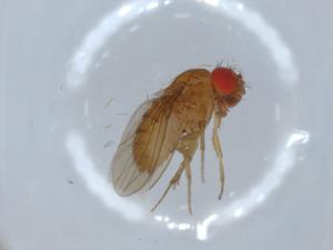  ( - BIOUG54998-G02)  @11 [ ] CreativeCommons - Attribution (2020) Centre for Biodiversity Genomics Centre for Biodiversity Genomics