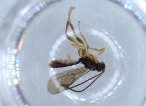  ( - BIOUG56035-C09)  @11 [ ] CreativeCommons - Attribution (2020) Centre for Biodiversity Genomics Centre for Biodiversity Genomics