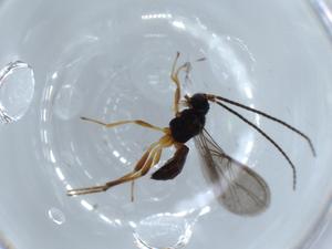  ( - BIOUG56036-A06)  @11 [ ] CreativeCommons - Attribution (2020) Centre for Biodiversity Genomics Centre for Biodiversity Genomics