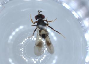  ( - BIOUG54684-C06)  @11 [ ] CreativeCommons - Attribution (2020) Centre for Biodiversity Genomics Centre for Biodiversity Genomics