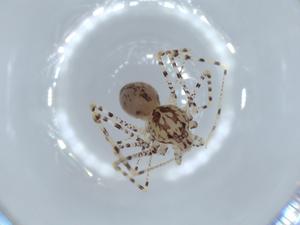  ( - BIOUG56331-D05)  @11 [ ] CreativeCommons - Attribution (2020) Centre for Biodiversity Genomics Centre for Biodiversity Genomics