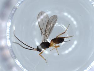  ( - BIOUG56335-F10)  @11 [ ] CreativeCommons - Attribution (2020) Centre for Biodiversity Genomics Centre for Biodiversity Genomics