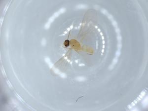  ( - BIOUG56335-H11)  @11 [ ] CreativeCommons - Attribution (2020) Centre for Biodiversity Genomics Centre for Biodiversity Genomics