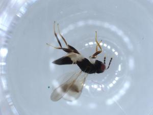  ( - BIOUG56336-C12)  @12 [ ] CreativeCommons - Attribution (2020) Centre for Biodiversity Genomics Centre for Biodiversity Genomics