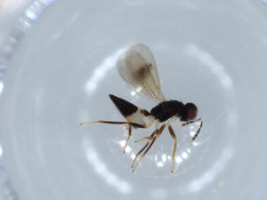  ( - BIOUG56339-B06)  @11 [ ] CreativeCommons - Attribution (2020) Centre for Biodiversity Genomics Centre for Biodiversity Genomics