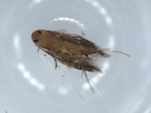  ( - BIOUG55797-B12)  @11 [ ] CreativeCommons - Attribution (2020) Centre for Biodiversity Genomics Centre for Biodiversity Genomics