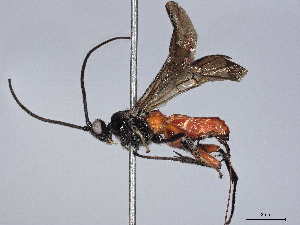  (Alabagrus isidrochaconi - BIOUG55240-B05)  @11 [ ] CreativeCommons - Attribution (2021) CBG Photography Group Centre for Biodiversity Genomics
