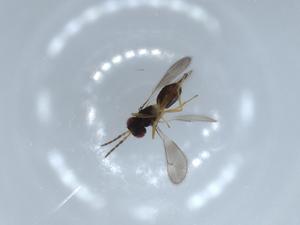  ( - BIOUG56043-G12)  @12 [ ] CreativeCommons - Attribution (2020) Centre for Biodiversity Genomics Centre for Biodiversity Genomics