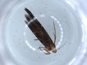  ( - BIOUG56050-H05)  @11 [ ] CreativeCommons - Attribution (2020) Centre for Biodiversity Genomics Centre for Biodiversity Genomics