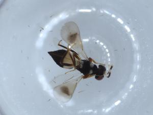  ( - BIOUG56052-H04)  @12 [ ] CreativeCommons - Attribution (2020) Centre for Biodiversity Genomics Centre for Biodiversity Genomics