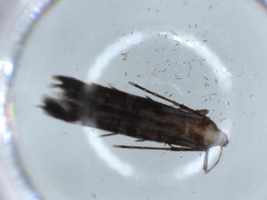  ( - BIOUG56053-D02)  @11 [ ] CreativeCommons - Attribution (2020) Centre for Biodiversity Genomics Centre for Biodiversity Genomics