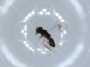  ( - BIOUG56055-C08)  @11 [ ] CreativeCommons - Attribution (2020) Centre for Biodiversity Genomics Centre for Biodiversity Genomics