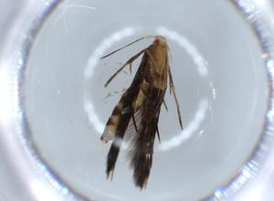  ( - BIOUG56055-G04)  @11 [ ] CreativeCommons - Attribution (2020) Centre for Biodiversity Genomics Centre for Biodiversity Genomics