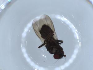  ( - BIOUG56057-D05)  @11 [ ] CreativeCommons - Attribution (2020) Centre for Biodiversity Genomics Centre for Biodiversity Genomics