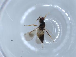  ( - BIOUG56061-H05)  @11 [ ] CreativeCommons - Attribution (2020) Centre for Biodiversity Genomics Centre for Biodiversity Genomics