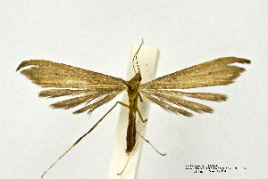  (Lioptilodes parafuscicostatus - PTER-CG-0026)  @11 [ ] Copyright (2010) Cees Gielis Research Collection of Ceed Gielis