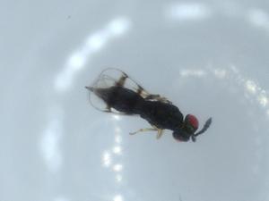  ( - BIOUG55802-H07)  @11 [ ] CreativeCommons - Attribution (2020) Centre for Biodiversity Genomics Centre for Biodiversity Genomics