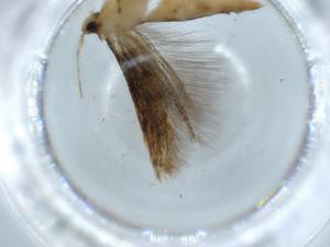  ( - BIOUG55808-D01)  @11 [ ] CreativeCommons - Attribution (2020) Centre for Biodiversity Genomics Centre for Biodiversity Genomics