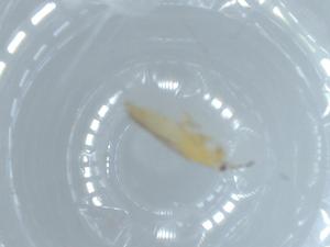  ( - BIOUG55810-A03)  @11 [ ] CreativeCommons - Attribution (2020) Centre for Biodiversity Genomics Centre for Biodiversity Genomics