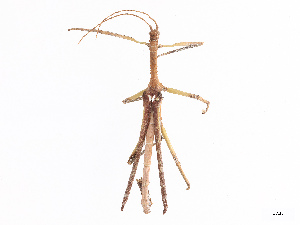  (Pterinoxylus cf. perarmatus - BIOUG53751-E12)  @11 [ ] CreativeCommons - Attribution Share - Alike (2025) CBG Photography Group Centre for Biodiversity Genomics