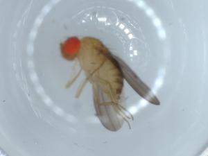  ( - BIOUG55481-A08)  @11 [ ] CreativeCommons - Attribution (2020) Centre for Biodiversity Genomics Centre for Biodiversity Genomics