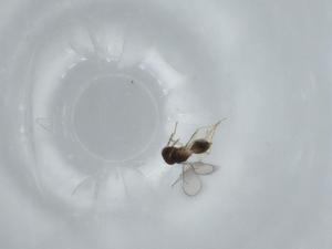  ( - BIOUG62658-A04)  @11 [ ] CreativeCommons - Attribution (2020) Centre for Biodiversity Genomics Centre for Biodiversity Genomics