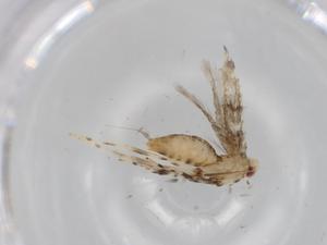  ( - BIOUG63483-D09)  @11 [ ] CreativeCommons - Attribution (2020) Centre for Biodiversity Genomics Centre for Biodiversity Genomics