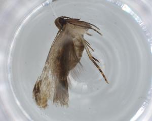  ( - BIOUG63663-H03)  @11 [ ] CreativeCommons - Attribution (2021) Centre for Biodiversity Genomics Centre for Biodiversity Genomics