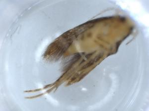  ( - BIOUG56106-H06)  @11 [ ] CreativeCommons - Attribution (2020) Centre for Biodiversity Genomics Centre for Biodiversity Genomics