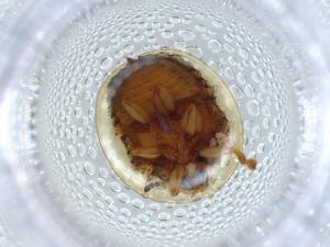  ( - BIOUG55844-D05)  @11 [ ] CreativeCommons - Attribution (2020) Centre for Biodiversity Genomics Centre for Biodiversity Genomics