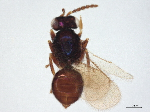  ( - BIOUG55852-B07)  @11 [ ] CreativeCommons - Attribution (2022) CBG Photography Group Centre for Biodiversity Genomics