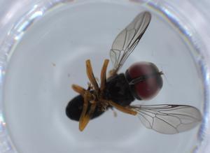  ( - BIOUG64729-B07)  @11 [ ] CreativeCommons - Attribution (2021) Centre for Biodiversity Genomics Centre for Biodiversity Genomics