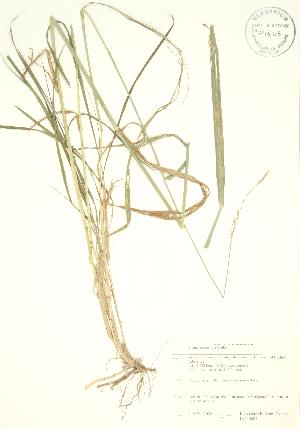  ( - JAG 0007)  @11 [ ] Copyright (2009) Steven Newmaster University of Guelph BIO Herbarium
