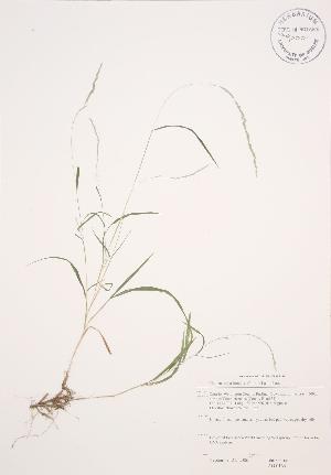  ( - JAG 0164)  @11 [ ] Copyright (2009) Steven Newmaster University of Guelph BIO Herbarium