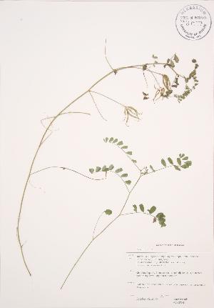  ( - JAG 0281)  @11 [ ] Copyright (2009) Steven Newmaster University of Guelph BIO Herbarium