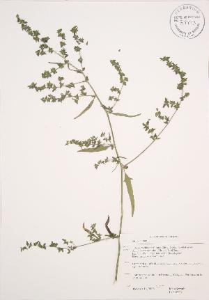  ( - JAG 0290)  @11 [ ] Copyright (2009) Steven Newmaster University of Guelph BIO Herbarium