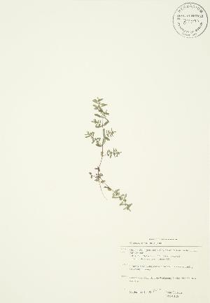  ( - JAG 0126)  @11 [ ] Copyright (2009) Steven Newmaster University of Guelph BIO Herbarium