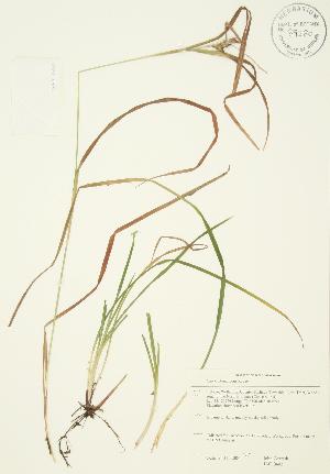  ( - JAG 0403)  @11 [ ] Copyright (2009) Steven Newmaster University of Guelph BIO Herbarium