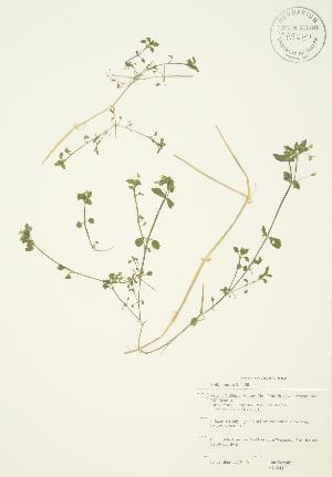  (Stellaria media - JAG 0419)  @11 [ ] Copyright (2009) Steven Newmaster University of Guelph BIO Herbarium