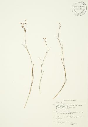  ( - JAG 0271)  @11 [ ] Copyright (2009) Steven Newmaster University of Guelph BIO Herbarium