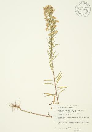  ( - JAG 0293)  @11 [ ] Copyright (2009) Steven Newmaster University of Guelph BIO Herbarium