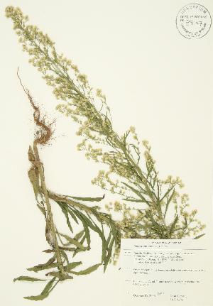  ( - JAG 0295)  @11 [ ] Copyright (2009) Steven Newmaster University of Guelph BIO Herbarium