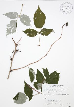  (Rubus idaeus - JAG 0154)  @11 [ ] Copyright (2009) Steven Newmaster University of Guelph BIO Herbarium