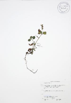  ( - JAG 0155)  @11 [ ] Copyright (2009) Steven Newmaster University of Guelph BIO Herbarium